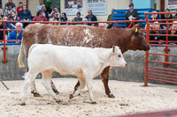 lot 33 Grinkle Barolo Francine sold for 2100gns